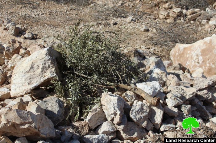 Israeli Occupation Forces ravage 28 agricultural dunums in Beit Ula town