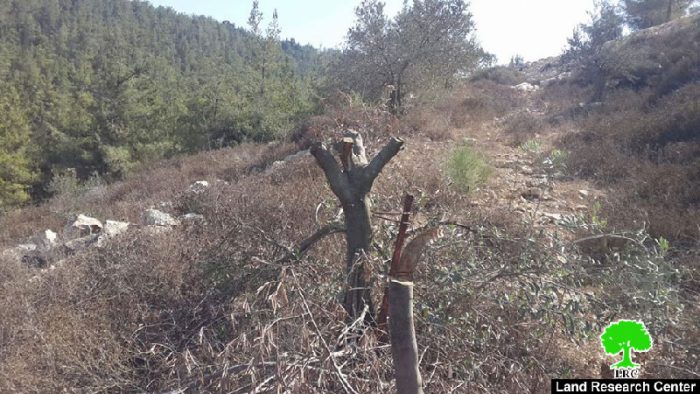 قص وتسميم بالمواد الكيماوية لـ 20 شجرة زيتون في قرية نحالين بمحافظة بيت لحم