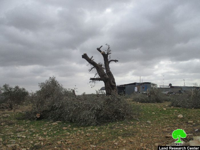 اقتلاع عشرات أشجار الزيتون لشق طريق استعماري على أراضي قرية عزون