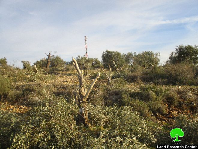 الشروع باقتلاع ما يزيد عن 800 شجرة زيتون شرق مدينة قلقيلية