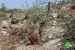 Israeli Occupation Forces ravage 38 dunums in the Hebron town of Kharas