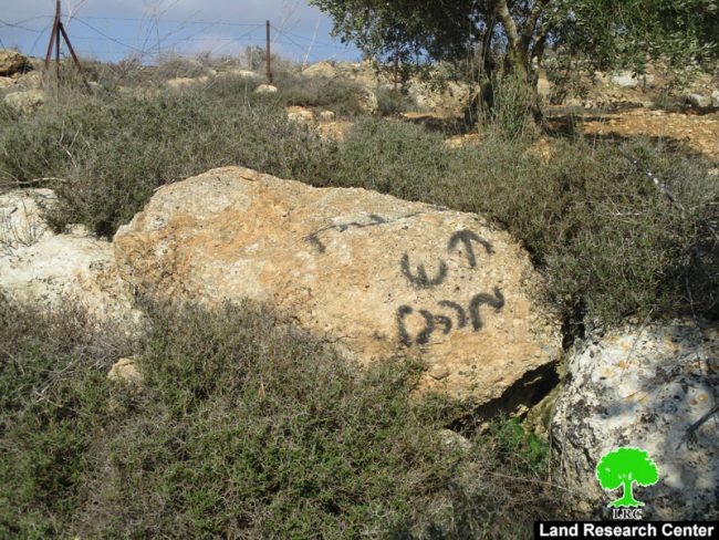 مستعمرو ” عادي عاد” يقطعون أشجار الزيتون في قرية ترمسعيا