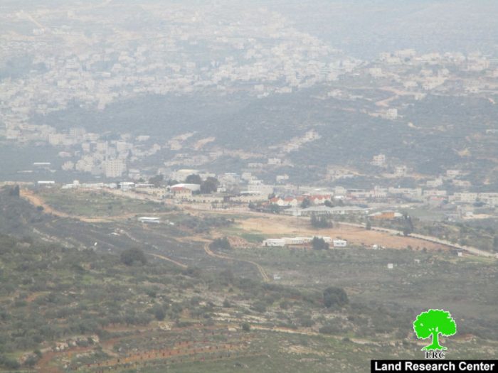 مستعمرو “رحاليم” يتلفون 139 شجرة زيتون في قرية الساوية