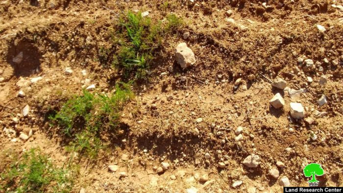 مستعمرون يرشون مزروعات بالمبيدات السامة في قرية التواني شرق يطا