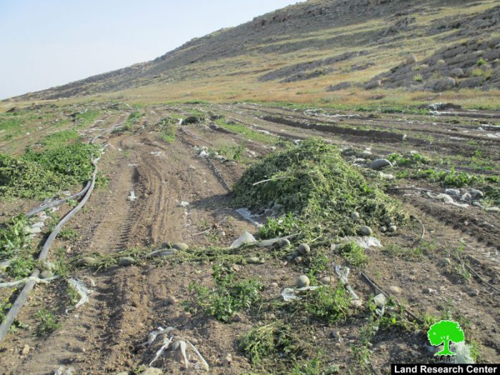 تجريف 18 دونماً من الأراضي الزراعية واقتلاع 420 غرسة نخيل شمال قرية الزبيدات