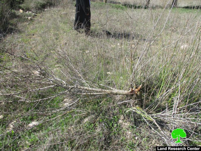 إتلاف 320 شجرة زيتون ولوزيات في قرية برقة على يد عصابة أبناء التلال