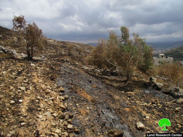 مستعمرو ” جفعات رونين” يحرقون عشرات الزيتون المعمّر شمال قرية بورين