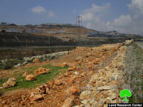 خلع 12 شجرة زيتون من جذورها وسرقتها في وضح النهار من أراضي قرية بروقين