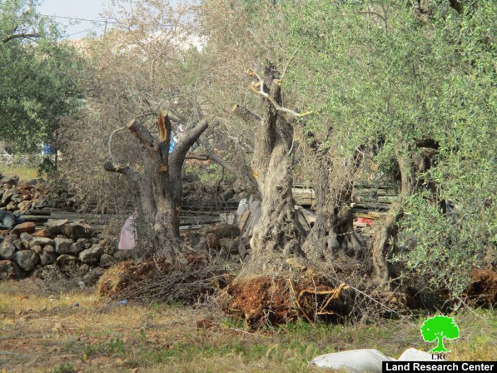 جرافات الاحتلال تدمر 17 شجرة زيتون معمّرة  في بلدة دير بلوط