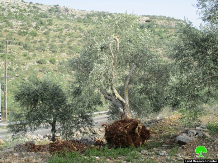 الاحتلال يدمر المزيد من الأشجار خدمة للخط المائي الناقل للمستعمرات غرب محافظة سلفيت