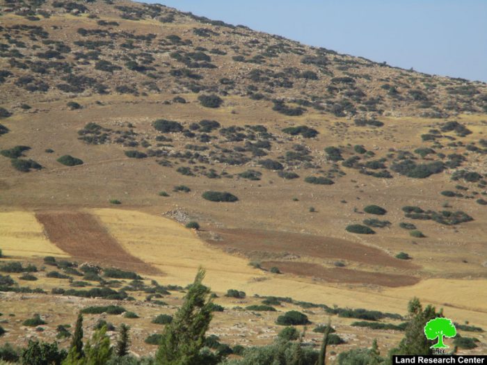 اقتلاع 70 غرسة زيتون وتدمير اسيجة زراعية شرق طوباس