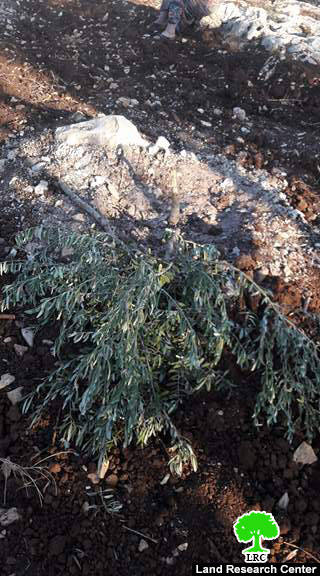 استهداف 37 شجرة زيتون في بلدة عرابة على يد المستعمرين