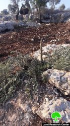 استهداف 37 شجرة زيتون في بلدة عرابة على يد المستعمرين