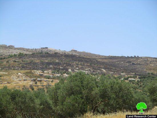 مستعمرو “يتسهار يحرقون أكثر من  مائتي شجرة زيتون في قريتي بورين وحوارة / محافظة نابلس