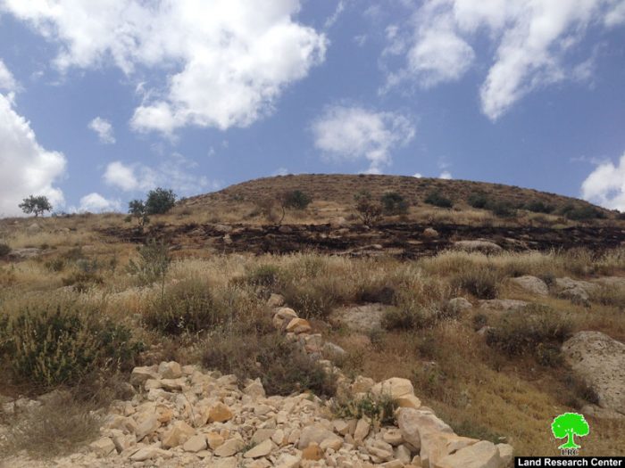 Israeli colonists torch 40 olive trees in Bethlehem governorate