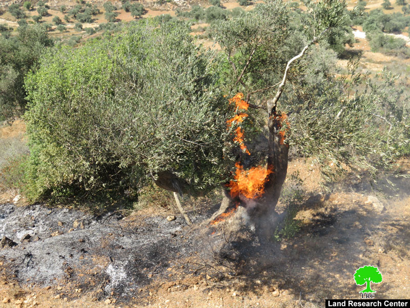 مستعمرو مستعمرة ” عيلي” يحرقون 22 شجرة زيتون معمرة  في قرية قريوت