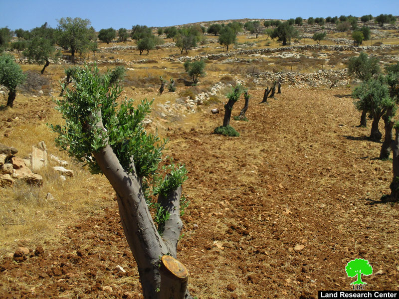 تخريب 300 شجرة زيتون مثمرة على يد المستعمرين في قرية مخماس