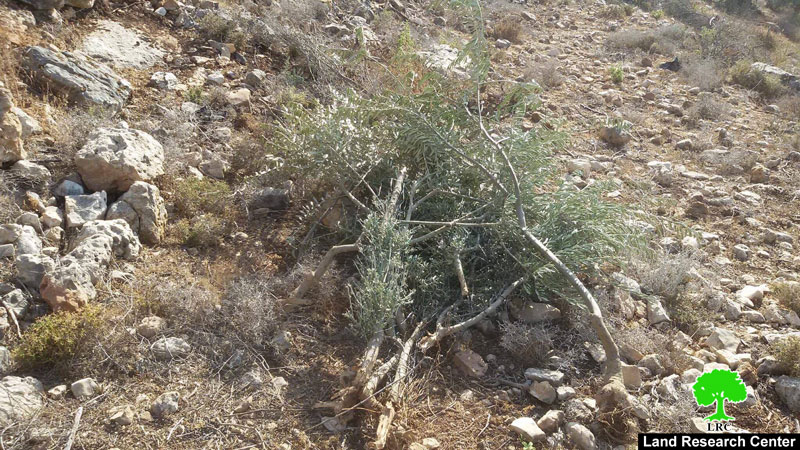 Israeli Occupation Forces uproot and confiscate 400 olive trees in Salfit governorate