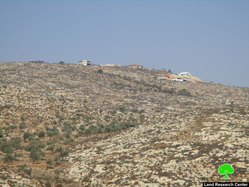 سرقة ثمار 45 شجرة زيتون في قرية المغير في موسم القطاف / محافظة رام الله