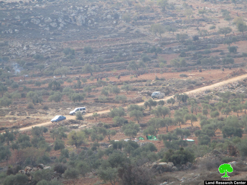 مستعمرو ” حفات جلعاد” يسرقون ثمار الزيتون في قريتي فرعتا وجيت شرق مدينة قلقيلية