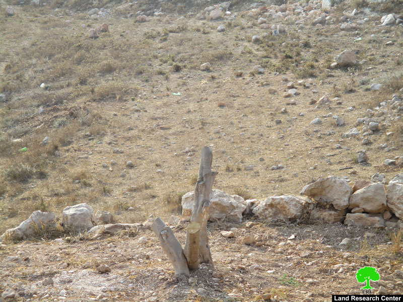 Colonists kill 16 olive trees in Nablus governorate