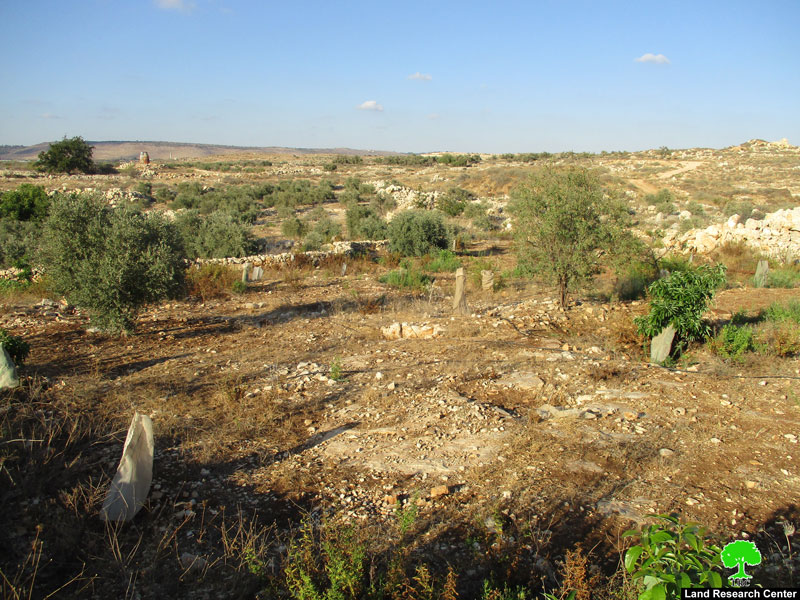 الاحتلال يدمر جدران استنادية ويقتلع أشجار في قرية جيوس / محافظة قلقيلية