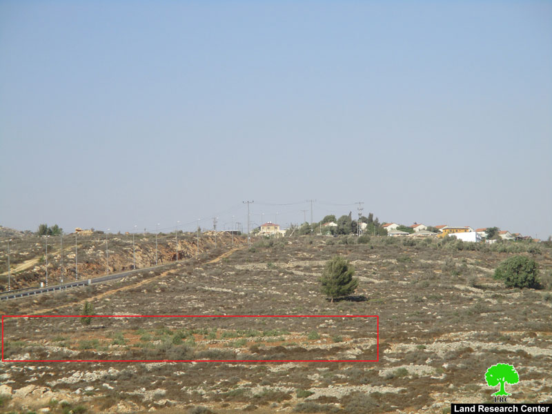 مستعمرو ” رحاليم” يقطعون 42 شجرة زيتون في قرية الساوية بمحافظة نابلس