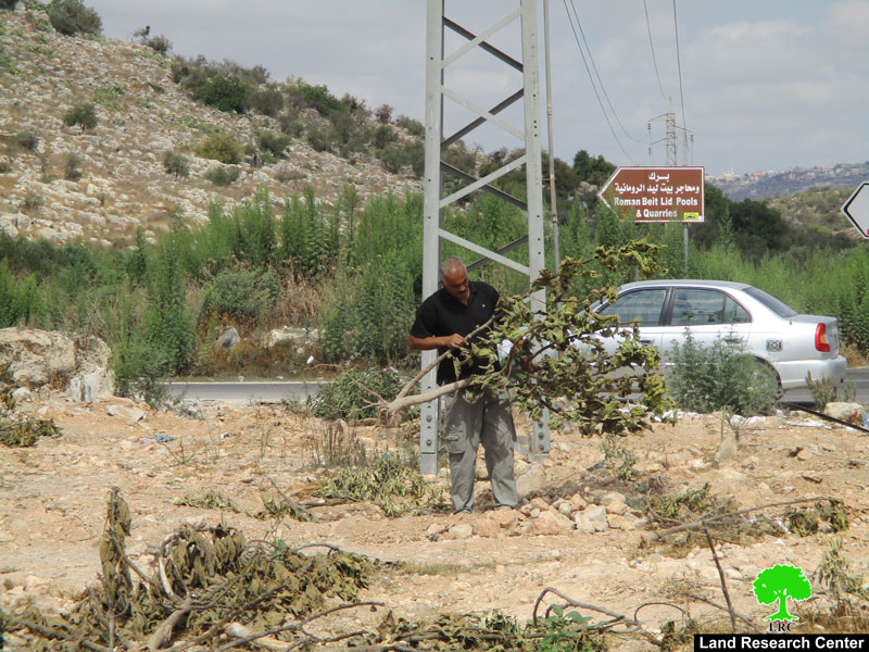 Israel’s Occupation Forces  uproot 63 fruitful trees in Tulkarm governorate
