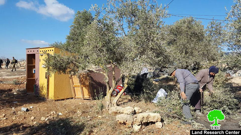 المستعمرون المتطرفون يسرقون 255 كيلو غراماً من ثمار زيتون قريوت والساوية … في ظل موسم القطاف / محافظة نابلس