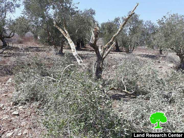 مستعمرو ” يتسهار”  يتلفون 26 شجرة زيتون مثمرة في قرية بورين بمحافظة نابلس