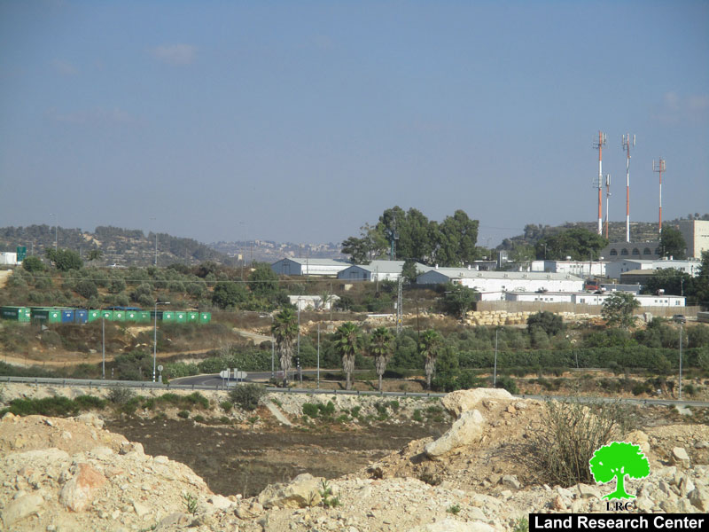 سرقة ثمار الزيتون من قبل المستعمرين على أراض قرية دير شرف بمحافظة نابلس