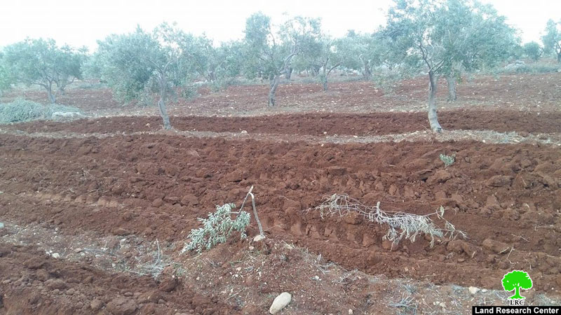 المستعمرون يتلفون 52 شجرة زيتون بشكل جزئي في بلدة  قصرة بمحافظة نابلس