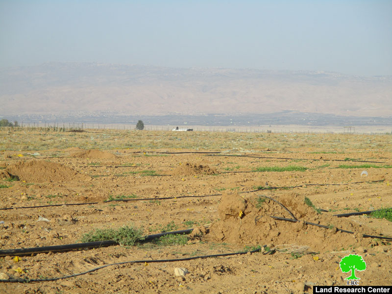Israel Civil Administration uproot 400 palm trees and destroy irrigation networks in Jericho governorate