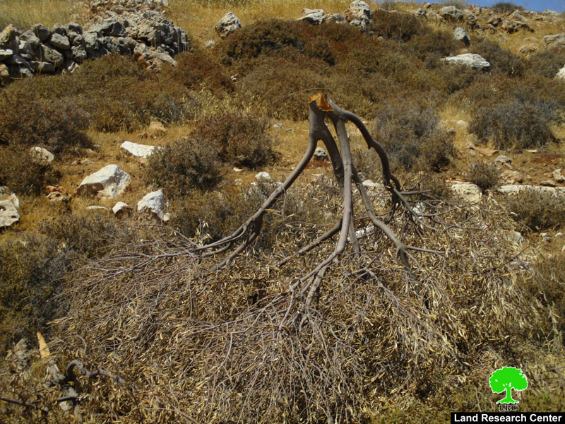 Israeli colonists sabotage  olive trees in Mikhmas village