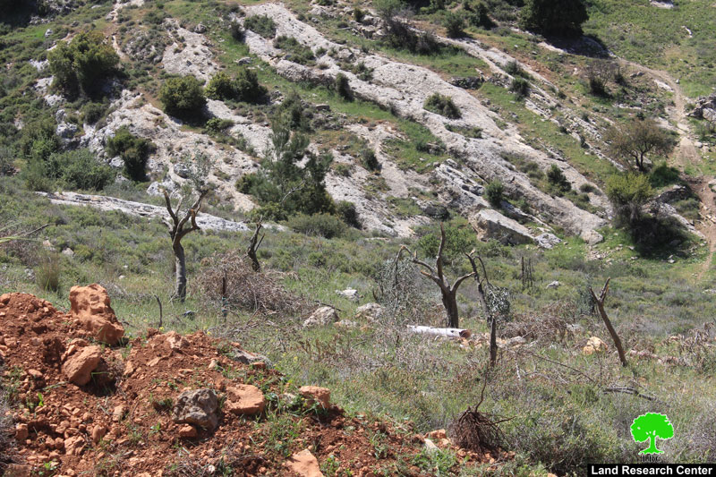Colonists cut down olive trees and close agricultural road in the Bethlehem village of Nahhalin