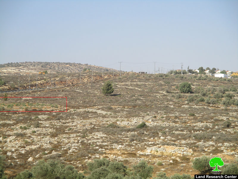 Rachelim colonists cut down 42 olive trees from Nablus governorate