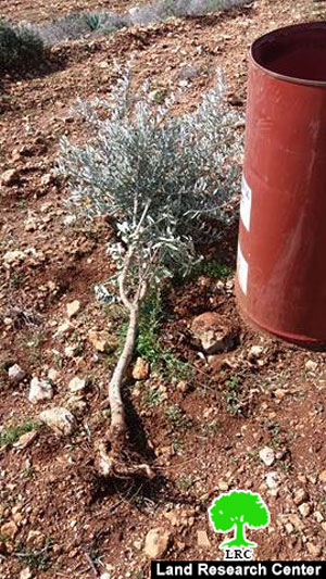 Israeli colonists uproot 110 fruitful olive trees in Yasuf