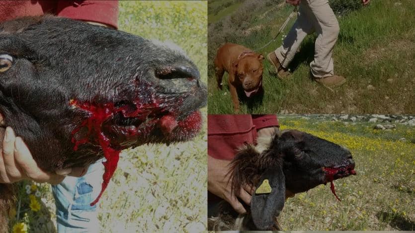 مستعمر يطلق كلبه على قطيع مواشي ويقتل رأسين منها بخربة الرهوة في بلدة الظاهرية بمحافظة الخليل