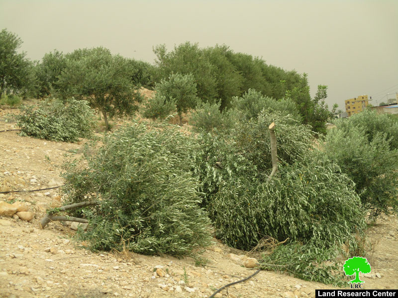 اقتلاع وخلع 320 شجرة زيتون مثمرة في قرية بردلة محافظة طوباس