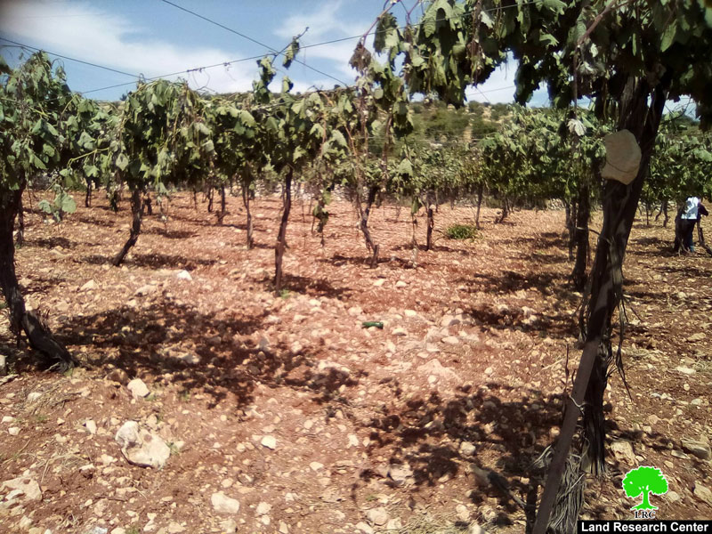 مستعمرون يعدمون 400 شجرة عنب شرق الخليل