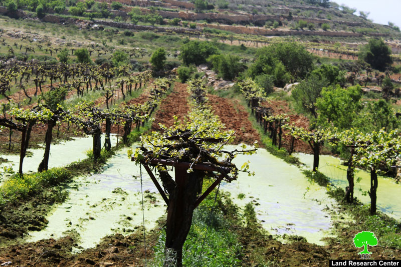 Kfar Zion colonists pump sewage and wastewater into Beit Ummar agricultural lands