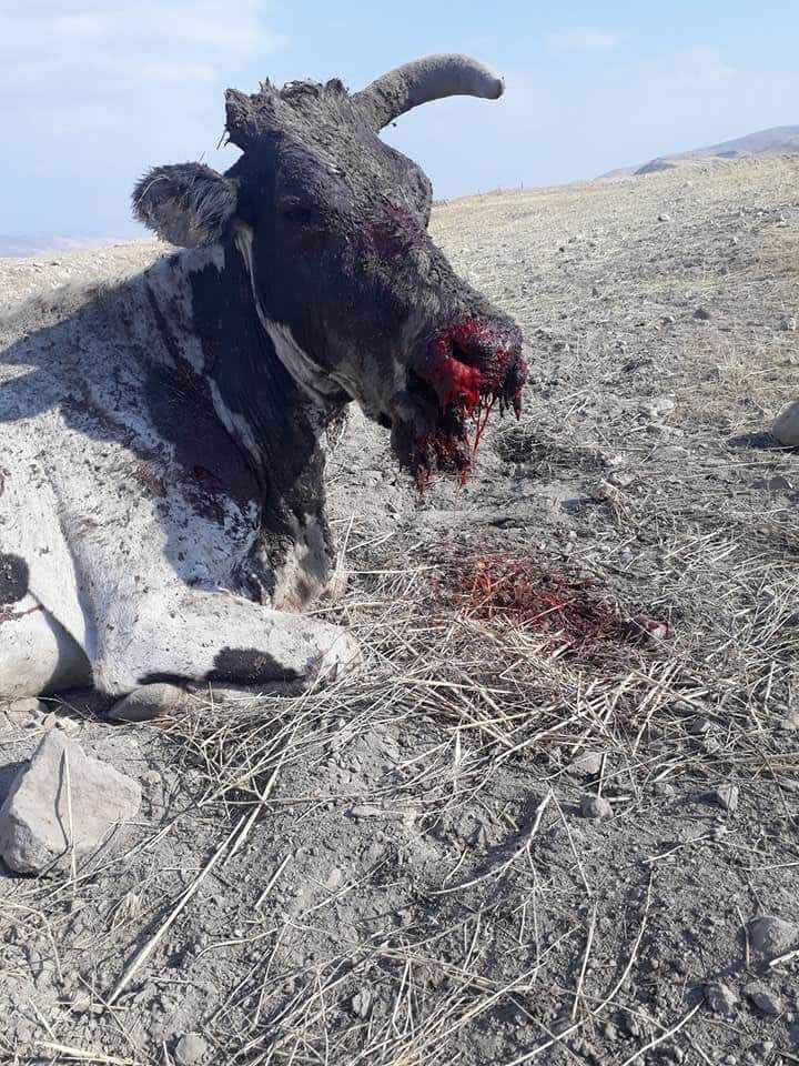 انفجار ألغام التدريبات العسكرية بقطيع أبقار في منطقة الساكوت محافظة طوباس