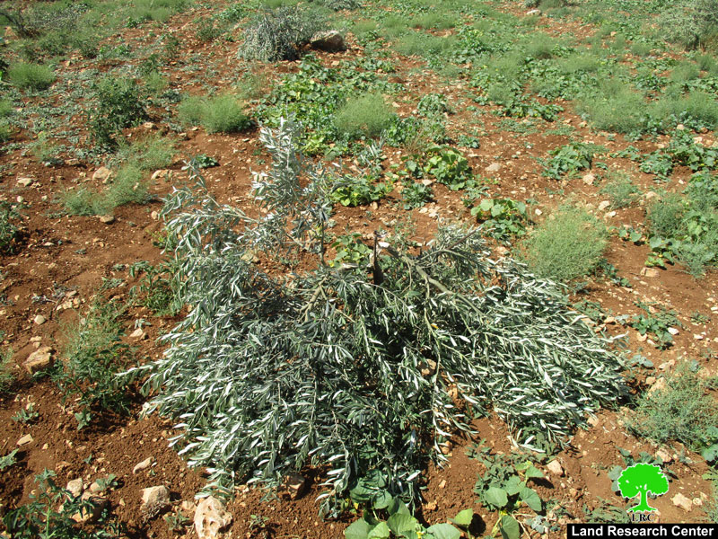 اقتلاع وتخريب 270 غرسة زيتون على يد مستعمري عادي عاد في بلدة ترمسعيا محافظة رام الله