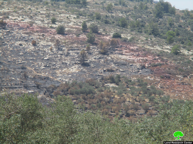 مستعمرون يحرقون 120 دونما من أراضي قرية صفا الزراعية محافظة رام الله