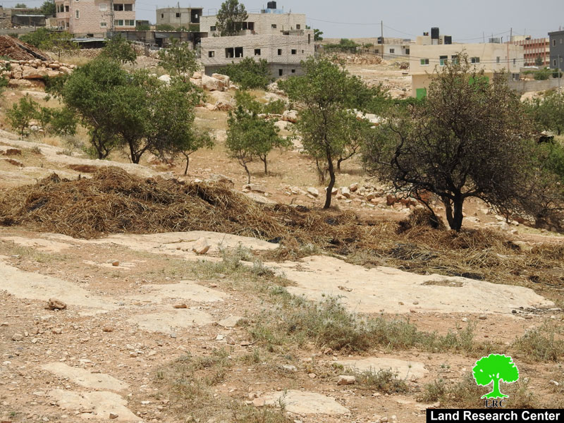 مستعمرون يحرقون بالات قش في قرية الديرات شرق يطا محافظة الخليل