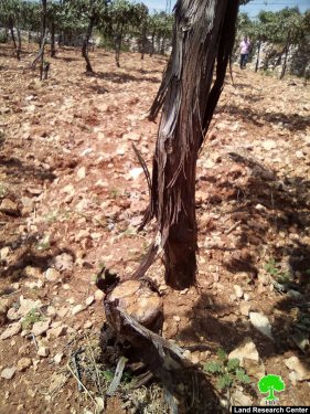 Israeli colonists cut down 400 vine trees east Hebron governorate