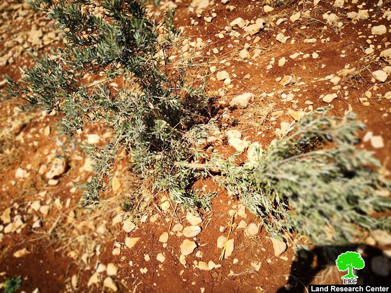 إحراق عشرة دونمات زراعية و اقتلاع غراس زيتون بقرية دير جريرمحافظة رام الله