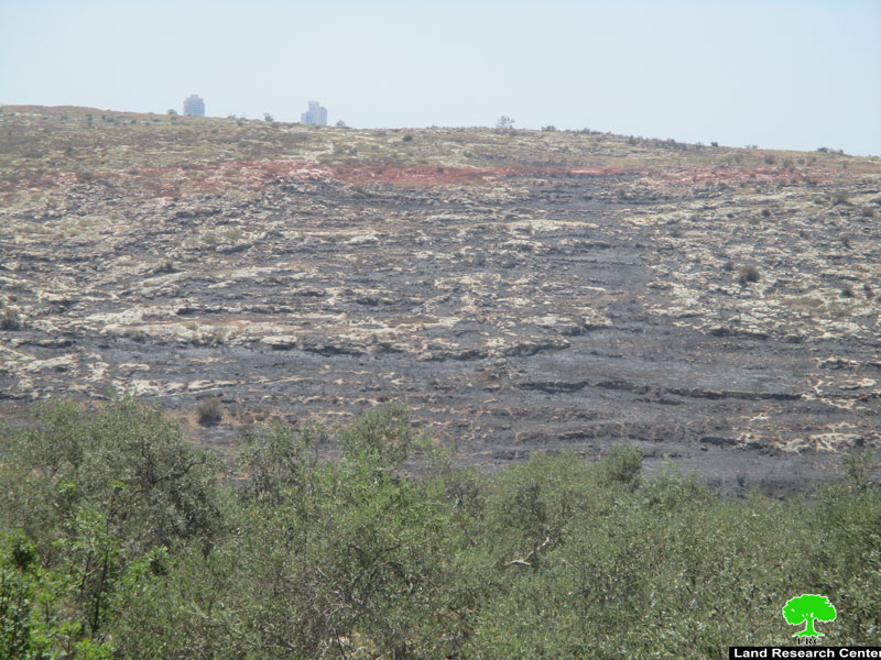 مستعمرون يحرقون 120 دونما من أراضي قرية صفا الزراعية محافظة رام الله