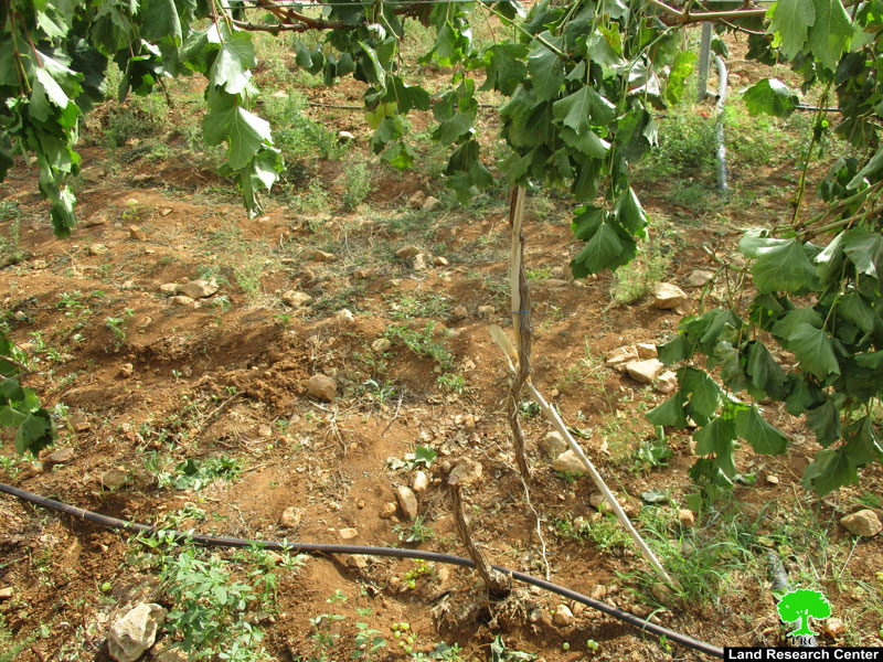 إعدام 62 شجرة عنب على يد المستعمرين في منطقة عين سامية محافظة رام الله