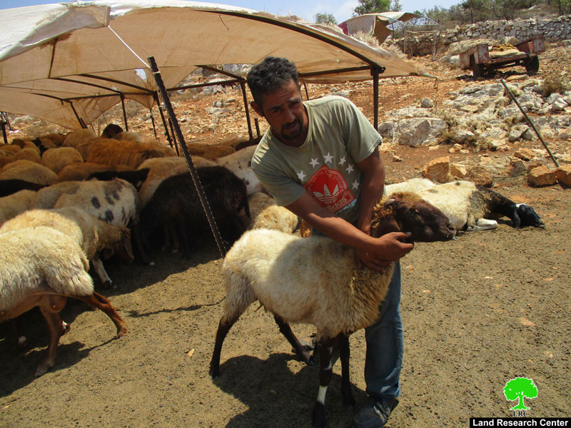 مستعمرو ” ميغرون” يعتدون على راعي أغنام ويتسببون في نفوق 4 رؤوس في  بلدة دير دبوان / محافظة رام الله